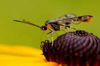 <em>Synanthedon acerrubri</em> (Red Maple Borer)