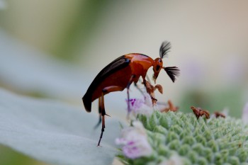Macrosiagon limbata (Wedge-shaped Beetle)