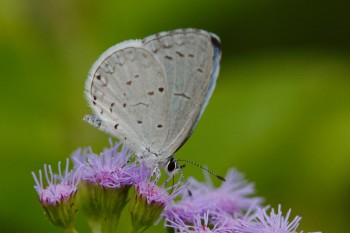 Celastrina neglecta (Summer Azure)