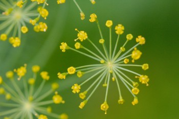 Fennel (Foeniculum vulgare)