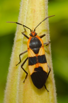 Oncopeltus fasciatus (Large Milkweed Bug)