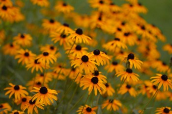 Black-eyed Susans