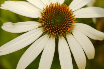 White Coneflower (Echinacea species)