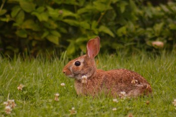 Eastern Cottontail Rabbit (<em>Sylvilagus floridanus</em>)