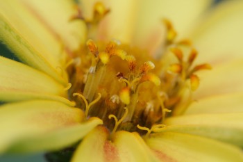 Zinnia Flower Detail