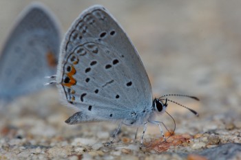 Cupido comyntas (Eastern Tailed-Blue)