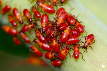 Oncopeltus fasciatus nymphs (Large Milkweed Bug)