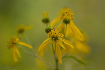 Verbesina alternifolia (Wingstem or Yellow Ironweed)