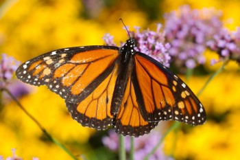 Danaus plexippus (Monarch)