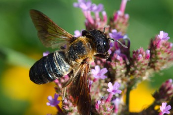 Megachile sculpturalis (Sculptured Resin Bee)