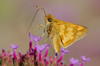 <em>Polites peckius</em> (Peck's Skipper)