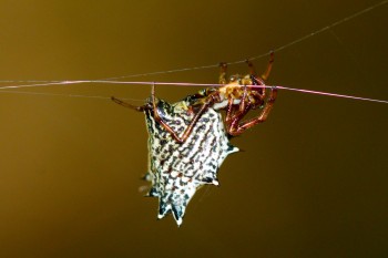 Micrathena gracilis (Spined Micrathena)