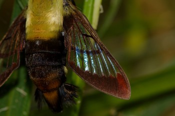 Hemaris diffinis (Snowberry Clearwing)