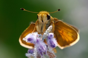 Skipper on Caryopteris