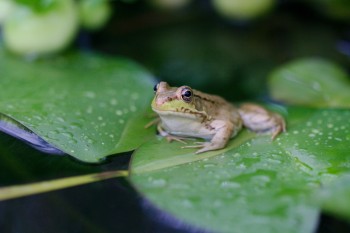 Green Frog (Lithobates clamitans)