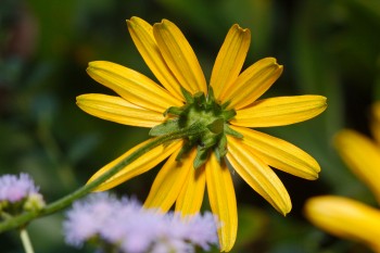 Black-eyed Susan, From Behind