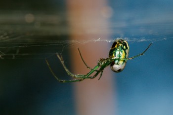 Leucauge venusta (Orchard Orbweaver)