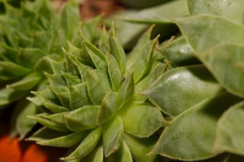 Hens and Chicks