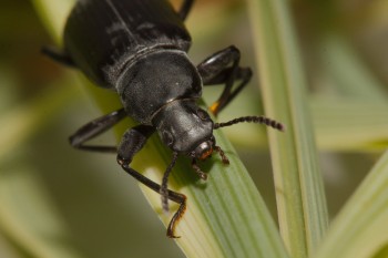 Alobates pensylvanica (False Mealworm Beetle)