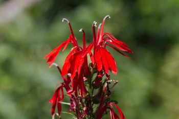 Lobelia cardinalis (Cardinal Flower)