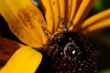 Phidippus audax (Bold Jumper)