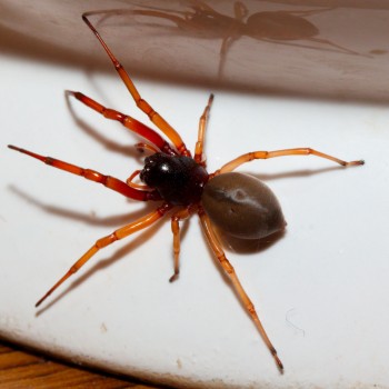 Trachelas tranquillus (Broad-Faced Sac Spider)