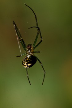 Leucauge venusta (Orchard Orbweaver)