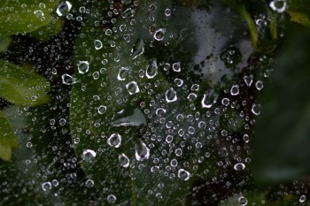 Watery Web