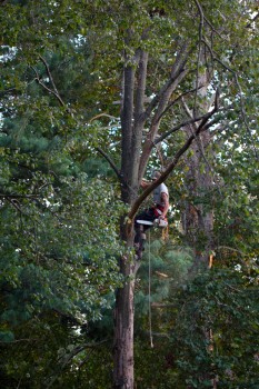 Tree Cutting