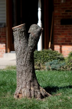 Crab-Apple Stump