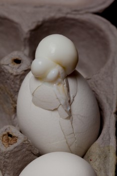 Cracked, Hard Boiled Egg