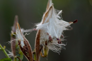 Butterfly Weed Seeds