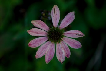 Purple Coneflower