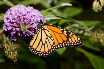 Monarch on Buddleia