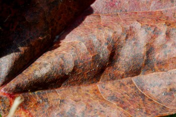 Drying Leaf