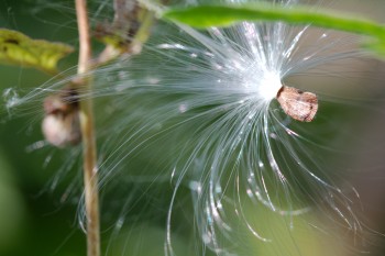 Milkweed Seed