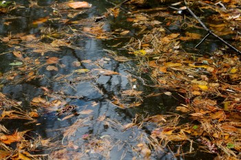 Pond Reflections