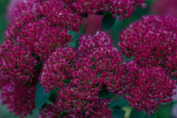 Sedum ‘Autumn Joy’