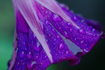 Raindrops On Morning Glory