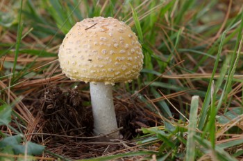 Mushroom