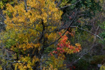 Fall Color, Outside My Window