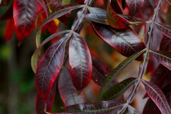 <em>Rhus copallinum</em> (Winged Sumac)