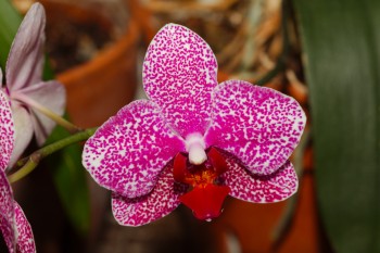 Phalaenopsis Orchid