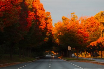 Zelkova Tunnel