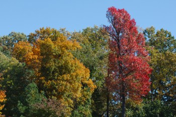 A Little Fall Color