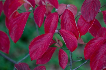 Dogwood Leaves