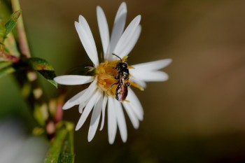 Late Season Flower and Bee