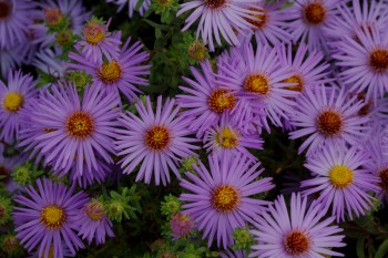 Asters