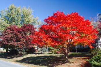 Japanese Maples, Dark and Bright