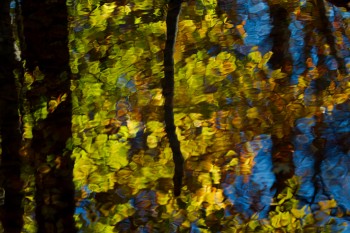 Nature's Stained Glass Window